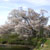 久留米 浅井の一本桜