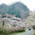 高森峠の千本桜