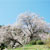 嬉野市 納戸料の百年桜