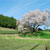 嬉野市 納戸料の百年桜