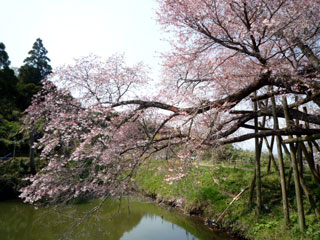 浅井の一本桜