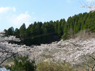 高森の千本桜