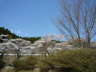 高森の千本桜