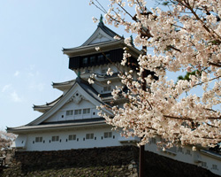 小倉城 桜